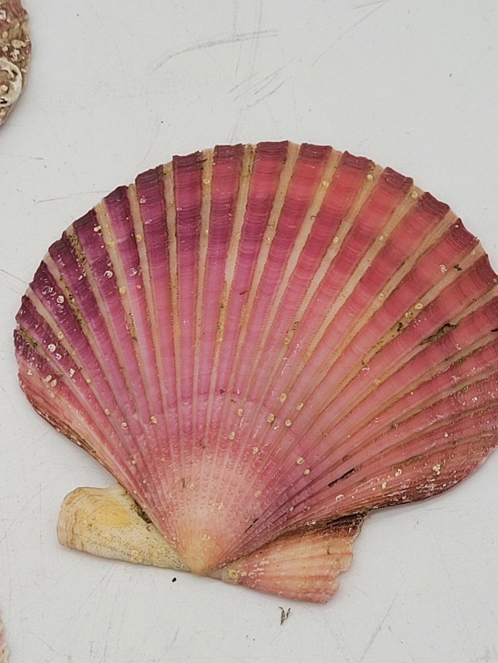 Orange Pink Brown Lion Paw Scallop Nautical Beach Craft Sea Shell. Sm Med ~ 4"
